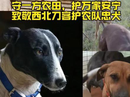 2025年的风里,藏着太多汪汪的呜咽。我们失去了太多护农的忠犬,每一只的名字背后,都藏着一段用生命守护麦田的滚烫故事,字字皆是意难平。#西北刀客公益护农#实战猎犬#西北刀客汪汪队#狗是人类最忠诚的朋友#锅巴公主晚安