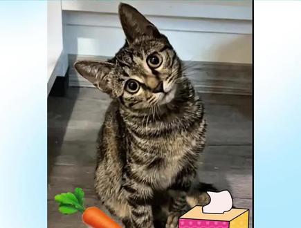 萌宠萝卜纸巾挑战ai模板来了
#剪映 #剪映模板 #记录猫咪日常#萝卜纸巾猫咪模仿挑战