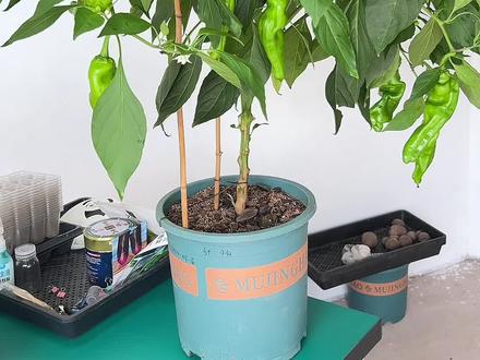 辣椒树长到第二年结果如何 盆栽的辣椒第二年还能丰产吗#盆栽蔬菜 #盆栽辣椒 #家庭种植 #阳台盆栽