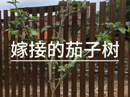 一个月前,在野外挖回来的托鲁巴姆嫁接的茄子树,成功了,也准备开花啦#嫁接 #茄子 #种植小技巧 #记录我的种植生活 #乡村新农人