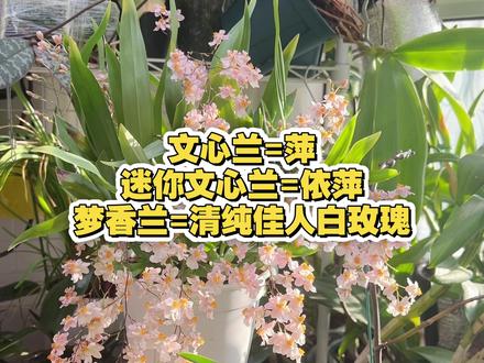 【文心兰】和梦香兰,罗曼香,到底什么关系 #养花 #养花小技巧 #家里养花 #北京养兰花 #室内花卉