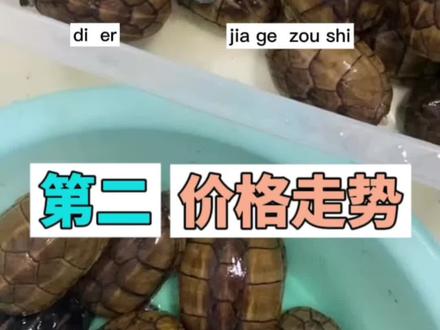 果核蛋龟价格走势全面预测2#养龟日常 #人工合法养殖 #人工繁殖