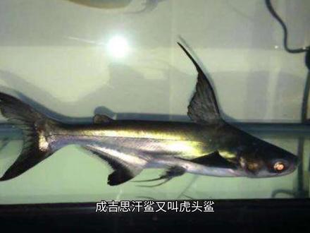 为何不建议养“汗鲨”