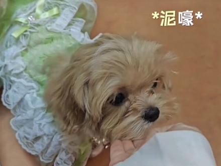 自此Desire一代太子退位(bushi)#这个世界不能没有小猫小狗 #Desiremini4 #Desire4 开玩笑开玩笑