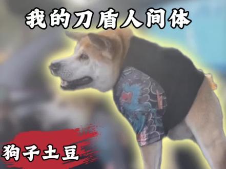 两箱的狗子还真是第一次见,刀盾人间体 #狗子土豆#卡西莫多犬#狗子