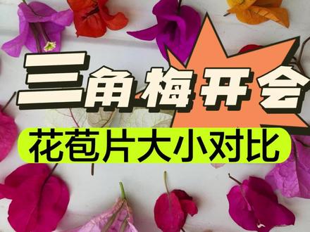 三角梅花瓣大小对比,最终拼的还是冠幅