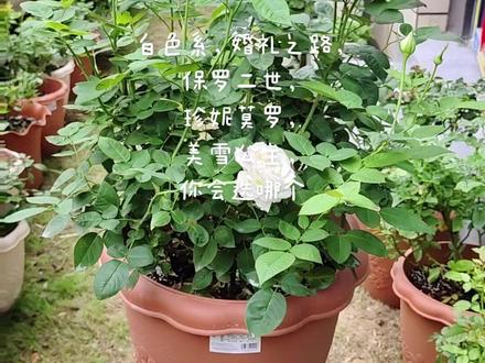 #种植小技巧 #种植小技巧 白色系列,你喜欢哪个品种?我不会再选择婚礼之路。
