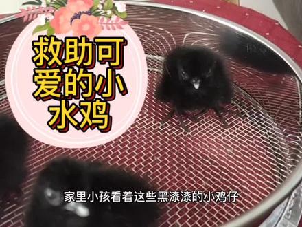 🍀惨遭老鼠偷食的小水鸡,被村民发现之后,拿了下来,知道我养鸟,所以给了我。
🌴我咨询过了,这很有可能就是苦恶鸟,也就是广东人俗称的水鸡。
🌷这样大小的小鸡仔,已经快要出窝跟着父母觅食的时候了,所以,我不能以一己之快,就强行把它们圈养在家里,所以,冒着酷暑,我出去给它们寻亲了。
🍂希望它们以后的鸡生一切平安顺利,这一别,就是永别了!
#鸟宝宝 #救助 #苦恶鸟 #放生 #水鸡