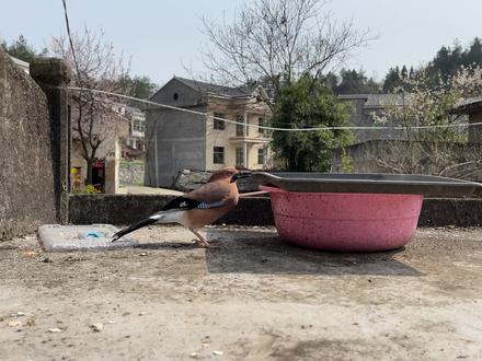 心大!小鸟偷吃后在现场睡着 #奇妙的动物 #人与自然和谐共处 #vlog日常 #宠物鸭 #农村生活 #田园生活