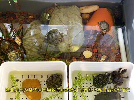 乌龟从呛水到死亡是一个缓慢的过程,不一定在哪天就突然暴毙了,而溺水到死亡是很短的时间,能够及时发现并急救还可能存活下来。平时饲养要知道乌龟呛水的表现有哪些?浮水不仅是肺炎和肠炎,还有可能是呛水;了解乌龟为什么会呛水,呛水的原因有哪些?针对原因做好预防,针对突发情况采取急救措施,掌握乌龟呛水后的急救和治疗方法。#养龟日常 #万物有灵 #萌宠出道计划