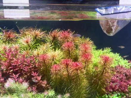 草缸哪些鱼吃虾?哪些小鱼不吃虾?#草缸造景 #水草造景 #草缸