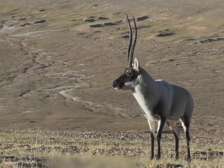 藏羚羊为什么不能饲养?杀死多杰的凶手是谁? #藏羚羊 #生命树 #多杰 #热点 #动物科普