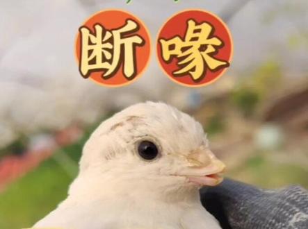 #芦丁鸡 防止芦丁鸡打架的简单有效办法就是断喙(烫嘴),操作简单易学!!