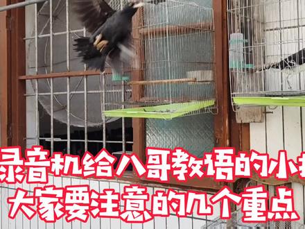使用录音机给八哥教语的小技巧,大家要注意的几个重点