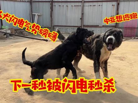 杀人犬闪电气势磅礴,中亚见状吓得直接逃,巅峰对决被闪电秒杀 #狗狗 #加纳利 #中亚牧羊犬