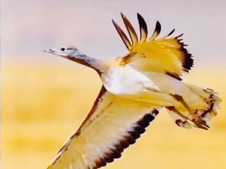 探秘自然:大鸨鸟#爱护大自然保护野生动物 #生态环境 #抖音短视频热点