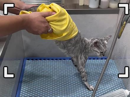 洗澡啦小猫咪~#猫咪洗护 #记录猫咪日常 #麦迪动物医院 #猫咪