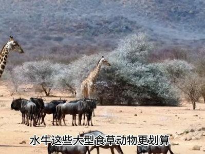 平头哥敢与狮子花豹打架,把眼镜蛇当辣条,它在草原真的无敌吗?