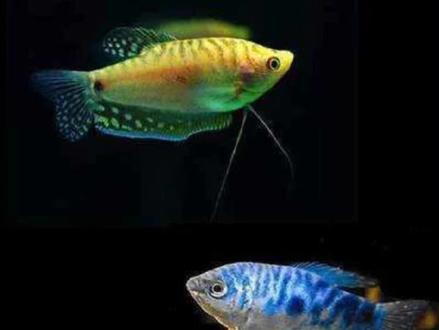 优缺点都十分突出的蓝曼龙