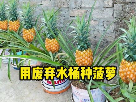 教你在家盆栽菠萝,既能当作绿植观赏,又能吃到美味菠萝#我的小菜园 #三农 #菠萝种植 #磷酸二氢钾 #农业种植