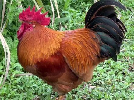 小时候没有被公鸡叮过
长大了来弥补一下遗憾😂#农村 #大公鸡#被鸡啄