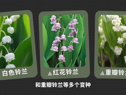铃兰——一种有毒性的植物#铃兰