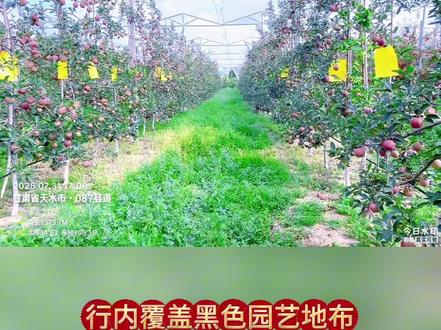 #甘肃天水 #花牛苹果#有机农业
甘肃天水甘谷县矮砧密植有机标准化示范园---升级版的天水花牛苹果。全县已完成1.47万亩老旧低效果园改造,建立2100亩矮砧密植示范园。映入大家眼帘的是位于大石镇王川村和安远镇北城村的有机栽培示范园。示范园建成于2018年,株行距1米×4米,采用M9-T337矮化自根砧,品种为马斯特红蛇,配置专用授粉树“红玛瑙”,让蜜蜂展翅间完成精准授粉。马斯特红蛇为意大利南提罗尔引进的元帅系品种,着色早,7月中旬即可开始着色,可溶性固形物含量14.7%,酸度低,果面光洁,果形指数0.98,皮薄无渣,汁液充沛,商品果率可达95%,冷库贮藏7个月仍保持脆爽不绵软。示范园实施全链条生态管理,土壤全程施用有机肥,行间生草行内覆盖黑色园艺地布,通过杂草翻压提升地力;采用高纺锤形高光效树形,配合四季修剪打通光路;全园配备太阳能杀虫灯与黄色粘虫板,以物理防治和生物防治为主,适当使用苦参碱等植物源、矿物源及生物制剂,不使用化学农药。最终达到商品果率90%以上,优质果率85%以上,果形指数≥0.9,果实硬度≥7.0kg/cm²,可溶性固形物含量≥14%,可滴定酸≤0.3%,商品果率与品质效益跃升至传统果园的2-3倍。通过“有机肥+生草覆盖+绿色防控”可复制模式,带动周边传统果园转型升级。甘谷苹果正用有机标准重塑品质,让消费者吃得放心,让种植户收益翻倍。