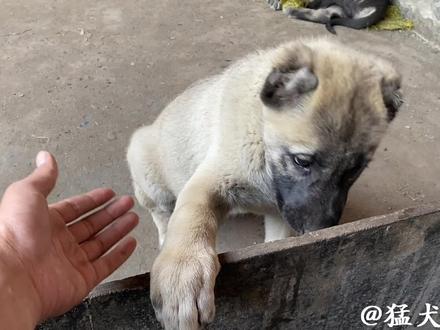 两个月的地狱犬性格真暴躁,对付同伴也毫不留情,不愧为禁养犬! #坎高 #地狱犬 #猛犬 #禁养犬 #猛犬社