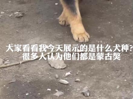 虽然原生态蒙古獒在国内分布地区比较广泛,但是纯种蒙古獒尤其尤其稀少,目前市面上见到的基本上都是各种混血犬改良出来的看起来很像蒙古獒的犬种