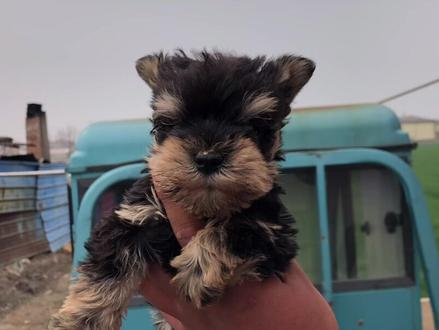 #雪纳瑞 小雪一直都那么可爱 你喜欢嘛