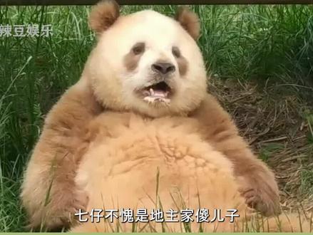 七仔不愧是地主家傻儿子,浑身上下就剩眼珠子聪明了#七仔 #熊猫 #国宝 #娱乐 #鸿星尔克 #热门