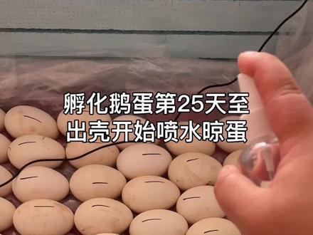 水床孵化鹅蛋第25天至出壳开始喷水晾蛋#水床孵化#人工孵化#水床孵化鹅蛋