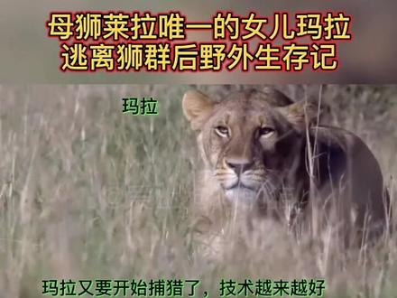 #别限制我流量了 #动物世界 #雄狮 ,母亲莱拉走后,女儿玛拉被诺迟联盟驱赶,独自生存了一年多,最后返回狮群了