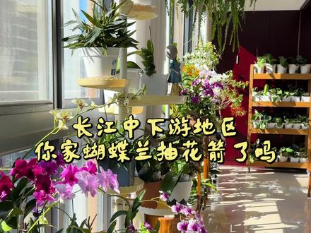 湖北地区蝴蝶兰生长近况,浅看12个品种。#蝴蝶兰 #蝴蝶兰阿玛 #蝴蝶兰安娜 #蝴蝶兰藏宝图 #蝴蝶兰大白v3