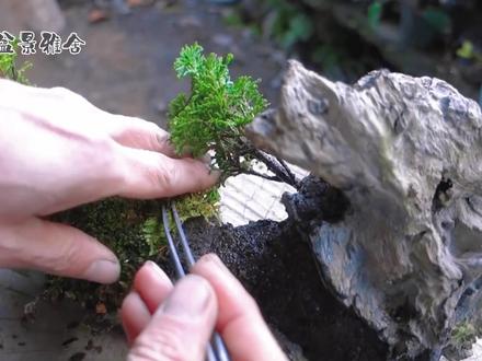 上山遇宝!枯木制作成舍利干,附上圆柏,做成盆景太好看了|! #花卉绿植 #盆栽 #盆景制作 #盆景