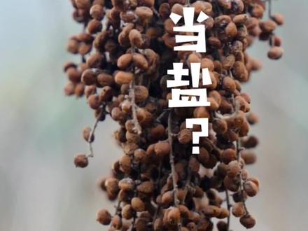 盐肤木里面是真的盐吗?#野外生存 #户外 #探险 #户外探险 #露营 #老师请解答