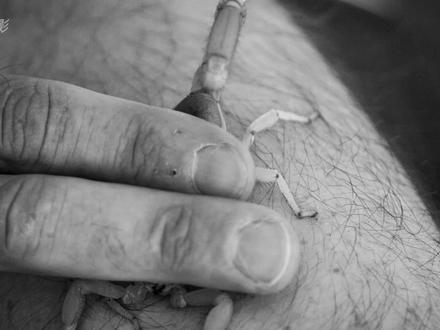 北美最大的沙漠多毛蝎,蜇人有多疼 #纪录片 #科普