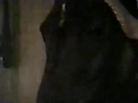 #动物成精 #马 #马场日常 #老视频里的旧时光 这匹马别的不会就会对着主人放屁,简直是个马屁精