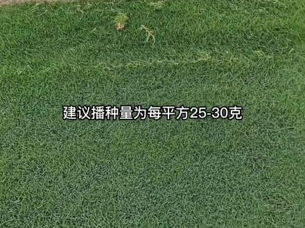 第七集 包衣种子和净籽的区别!你家种植包衣的还是净籽?#草坪种子#包衣种子 #黑麦草 #剪股颖 #草坪种植