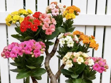 长寿花这样种造型更漂亮#长寿花造型#长寿花繁殖#多肉养护#多肉繁殖