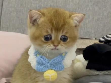 小学期末必考 ABCC式词语 #一年级 #二年级 #家长收藏孩子受益