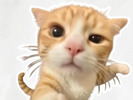 小猫施展电脑急救魔法! #天选6Pro #猫meme #电脑快捷键 #玩机技巧 #电脑小白