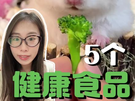 仓鼠最爱的5个健康食品!#真实生活分享计划 #仓鼠 #仓鼠科普 #金丝熊 #金丝熊日常