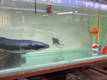 6条大草金丢猛鱼缸,铅笔鱼一口一个,从鳄雀鳝嘴里抢食太狠了!#大铅笔鱼 #猛鱼 #鳄雀鳝 #养鱼日记 #热带观赏鱼