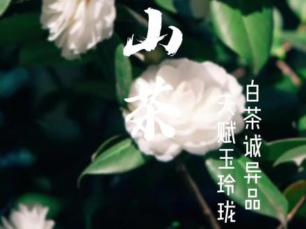 白山茶的花语你喜欢吗?#白山茶花 #白山茶花语