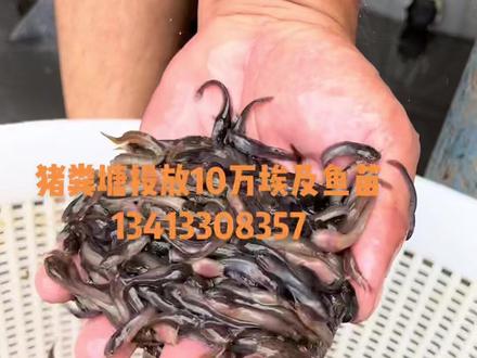 猪粪塘投放10万埃及鱼苗