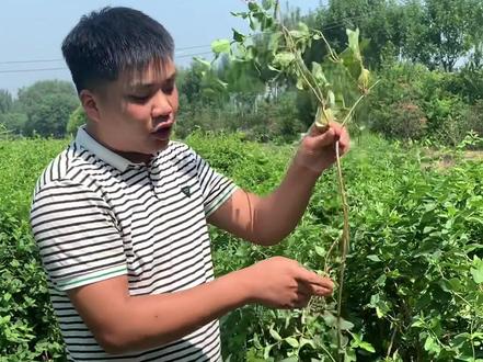 不会扦插的看过来啦#种植小技巧 #金银花扦插苗 #关注我每天为你分享更多农业知识