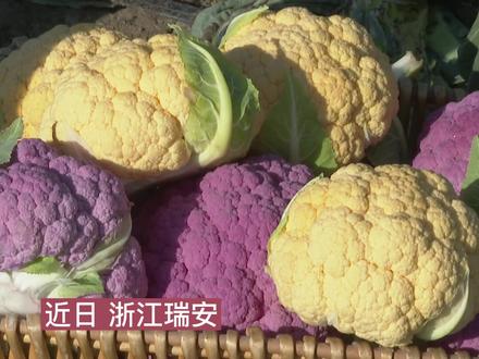 20元一颗的紫色花菜你吃过吗?浙江首个新品种花菜种植基地丰收啦!(供稿:瑞安融媒体)#浙江dou知道