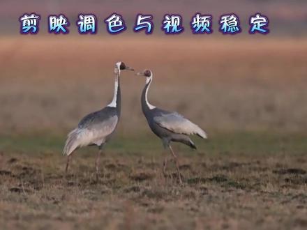 剪映鸟片调色与视频稳定 #剪映调色 #视频稳定 #视频剪辑