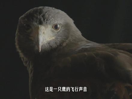 猫头鹰为什么飞起来几乎没有声音? #动物科普 #知识前沿派对